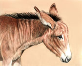 Donkey and Mule Art - Crabby Donkey